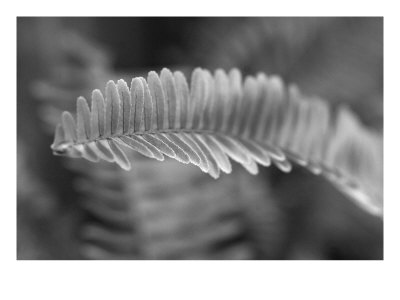 Fern Tip I by Miguel Paredes Pricing Limited Edition Print image