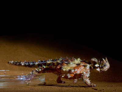 A Thorny Devil Lizard by Robert Clark Pricing Limited Edition Print image