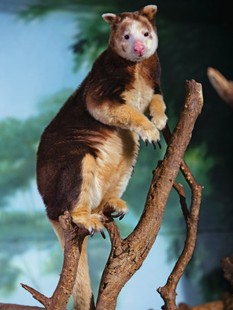 A Tree Kangaroo Standing On A Tree Branch by Robert Clark Pricing Limited Edition Print image