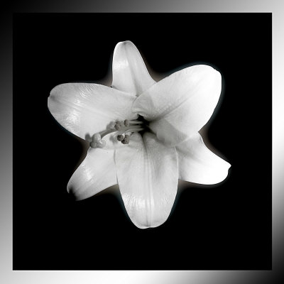 White Orchid by Miguel Paredes Pricing Limited Edition Print image