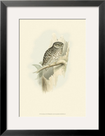 Sparrow Owl by John Gould Pricing Limited Edition Print image