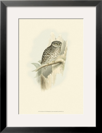 Sparrow Owl by John Gould Pricing Limited Edition Print image