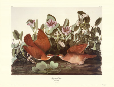 Key West Dove by John James Audubon Pricing Limited Edition Print image