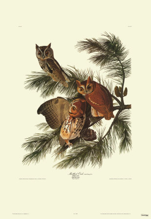 Mottled Owl by John James Audubon Pricing Limited Edition Print image