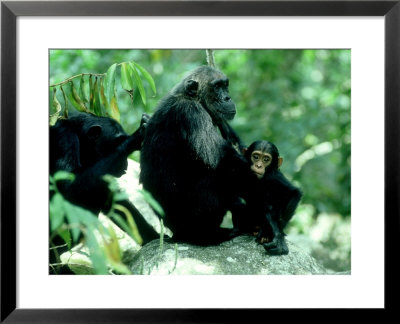 Eastern Chimpanzee, Grooming, Tanzania by Steve Turner Pricing Limited Edition Print image