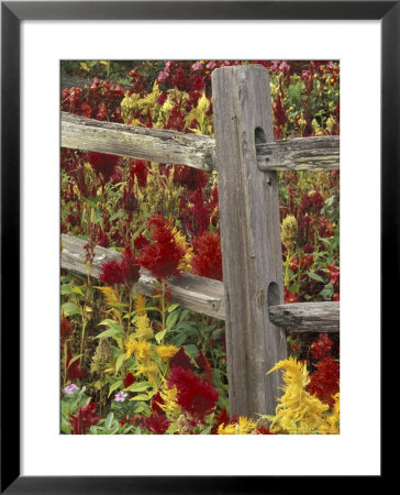 Rail Fence And Flowers, Pigeon Force, Tennessee, Usa by Adam Jones Pricing Limited Edition Print image