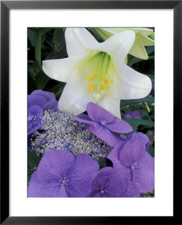 Hydrangea And Easter Lily, Cincinatti, Ohio, Usa by Adam Jones Pricing Limited Edition Print image