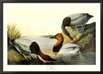 Canvas Backed Duck by John James Audubon Pricing Limited Edition Print image