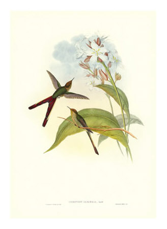Gould Hummingbird Iii by John Gould Pricing Limited Edition Print image