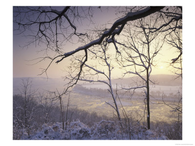 Snow-Covered Trees At Sunset, Cades Cove, Great Smoky Mountains National Park, Tennessee, Usa by Adam Jones Pricing Limited Edition Print image