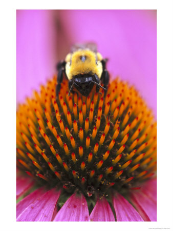 American Bumble Bee by Adam Jones Pricing Limited Edition Print image