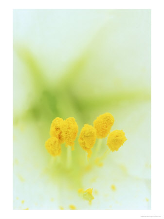 Close-Up Of Easter Lily Stamen by Adam Jones Pricing Limited Edition Print image