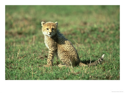 Cheetah, Acinonyx Jubatus Cub Masai Mara Game Reserve, Kenya by Adam Jones Pricing Limited Edition Print image