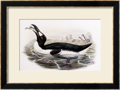 Great Auk, Alca Impennis, From The Birds Of Great Britain by John Gould Pricing Limited Edition Print image