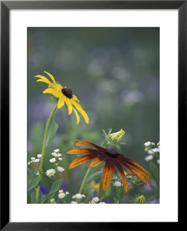 Black-Eyed Susan And Gloriosa Daisy, Oldham County, Kentucky, Usa by Adam Jones Pricing Limited Edition Print image