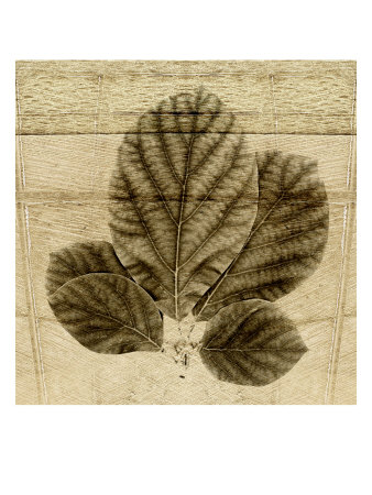 Bug Leaf by Miguel Paredes Pricing Limited Edition Print image