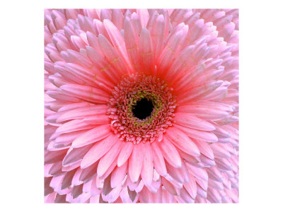 Flower Pic Iii by Miguel Paredes Pricing Limited Edition Print image