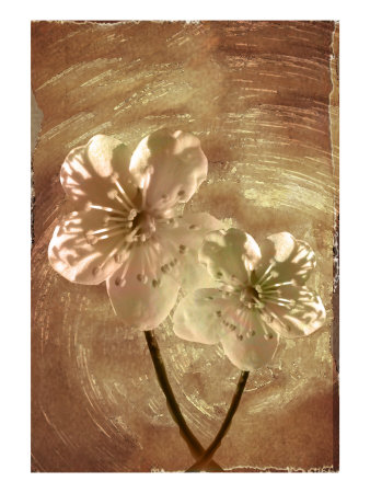 Wax Flower Iv by Miguel Paredes Pricing Limited Edition Print image