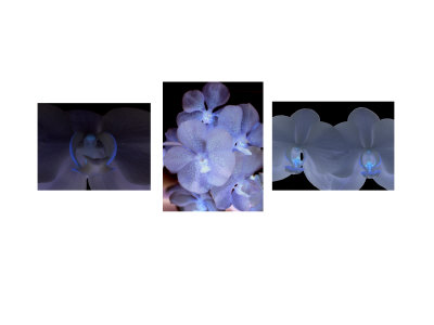 Ultra Violet Orchids I by Miguel Paredes Pricing Limited Edition Print image
