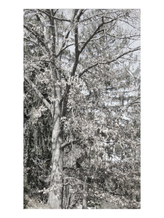 Platinum Trees Ii by Miguel Paredes Pricing Limited Edition Print image
