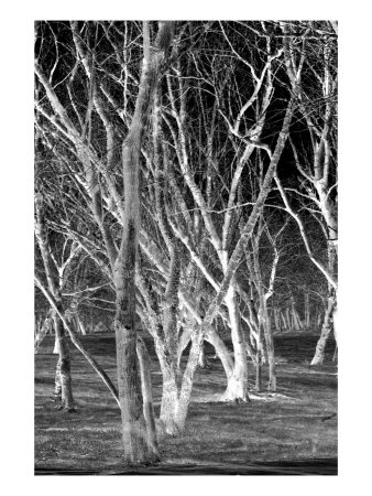 Dry Trees Ii by Miguel Paredes Pricing Limited Edition Print image