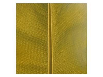 Yellow Ochre I by Miguel Paredes Pricing Limited Edition Print image