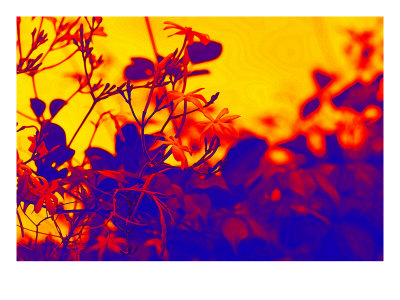 Abstract Flowers Vii by Miguel Paredes Pricing Limited Edition Print image