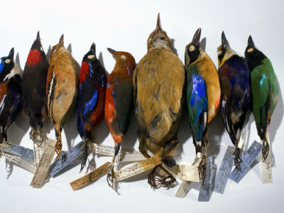 Specimens Of Pitta Birds by Robert Clark Pricing Limited Edition Print image