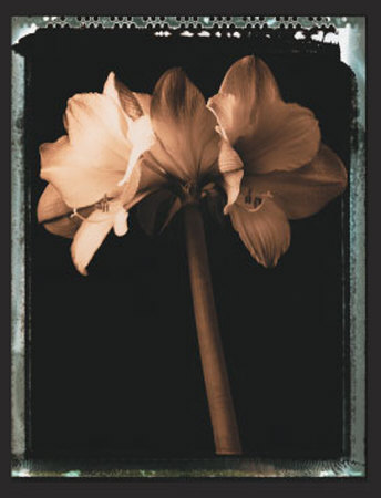 Amaryllis by Talli Rosner-Kozuch Pricing Limited Edition Print image