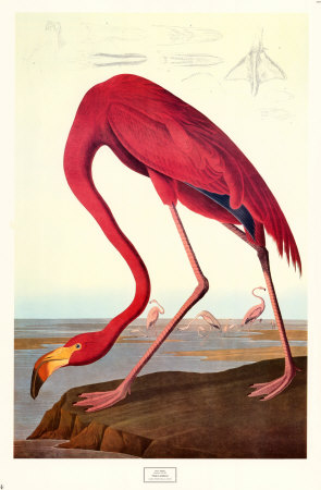 Pink Flamingo by John James Audubon Pricing Limited Edition Print image