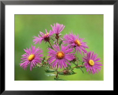 New England Asters, Aster Novae-Angliae by Adam Jones Pricing Limited Edition Print image