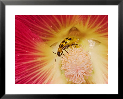Spotted Cucumber Beetle On Hybrid Daylily by Adam Jones Pricing Limited Edition Print image