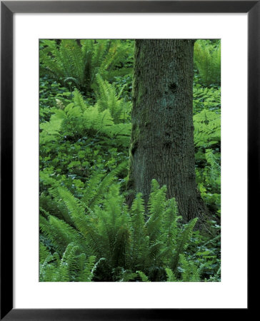 Ferns At The Base Of Tree, Columbia River Gorge, Oregon, Usa by Adam Jones Pricing Limited Edition Print image