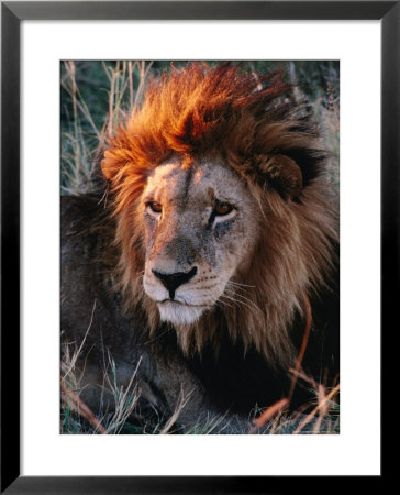 Portrait Of Lion (Panthera Leo) In Sun, Xakanaxa, Moremi Wildlife Reserve, Botswana by Dennis Jones Pricing Limited Edition Print image