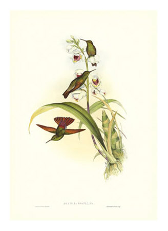 Gould Hummingbird Ii by John Gould Pricing Limited Edition Print image