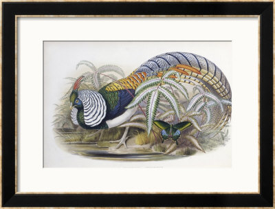 Lady Amherst's Pheasant by John Gould Pricing Limited Edition Print image