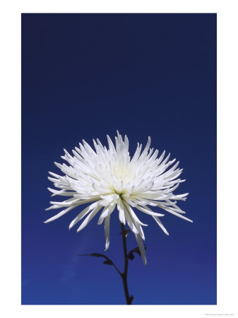 Chrysanthemum And Blue Sky by Adam Jones Pricing Limited Edition Print image