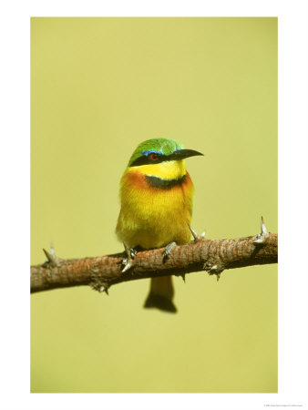 Little Bee-Eater, Merops Pusillus Masai Mara Gr, Kenya by Adam Jones Pricing Limited Edition Print image