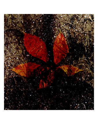 Red Leaves Iii by Miguel Paredes Pricing Limited Edition Print image