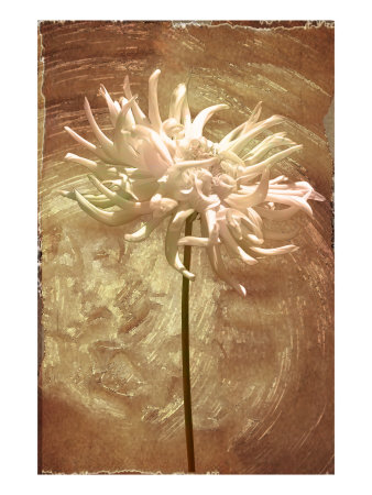 Wax Flower Iii by Miguel Paredes Pricing Limited Edition Print image