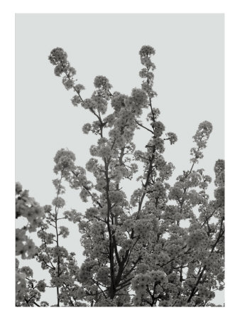Abstract Trees Xxvii by Miguel Paredes Pricing Limited Edition Print image