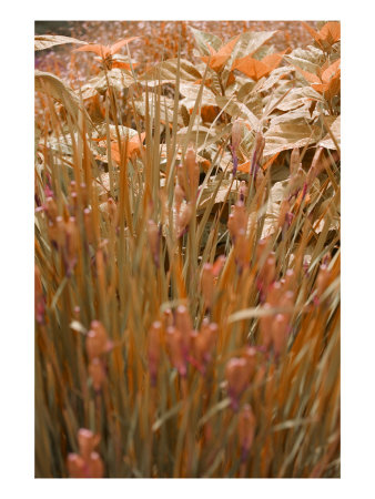 Field Color Ii by Miguel Paredes Pricing Limited Edition Print image