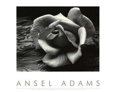 Rose And Driftwood by Ansel Adams Pricing Limited Edition Print image