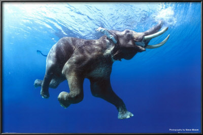 Elephant Swimming by Steve Bloom Pricing Limited Edition Print image