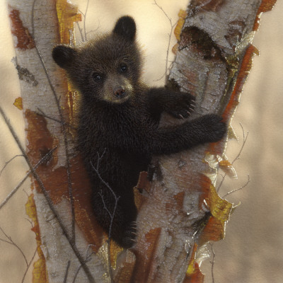 Curious Cub I by Collin Bogle Pricing Limited Edition Print image