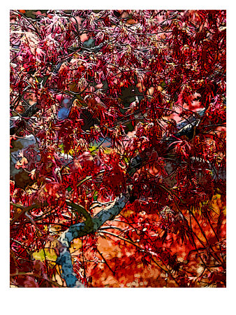 Red Oak by Miguel Paredes Pricing Limited Edition Print image