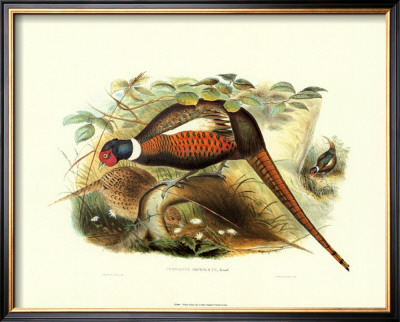 Pheasant Mongolicus by John Gould Pricing Limited Edition Print image