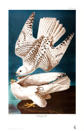 Iceland Or Ier Falcon by John James Audubon Pricing Limited Edition Print image