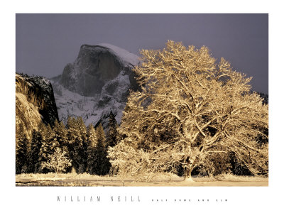 Half Dome And Elm by William Neill Pricing Limited Edition Print image