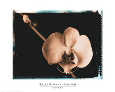 Orchid by Talli Rosner-Kozuch Pricing Limited Edition Print image